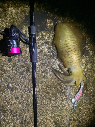 アオリイカの釣果