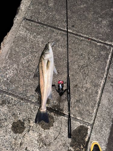 スズキの釣果