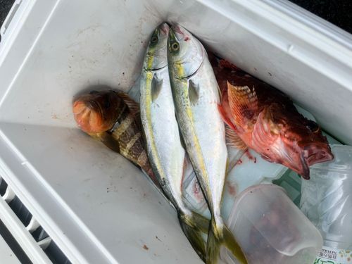 ツバスの釣果