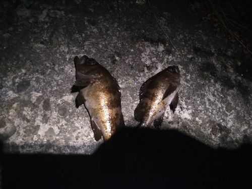 メバルの釣果