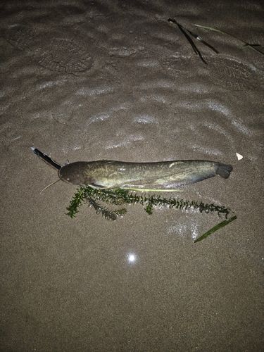 ナマズの釣果
