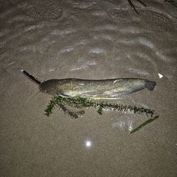 ナマズ