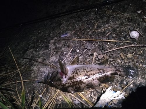 クロソイの釣果