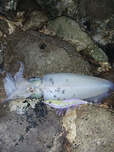 アオリイカの釣果