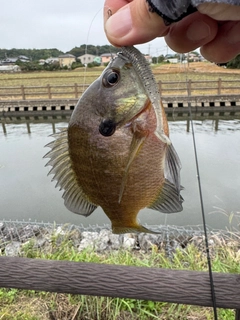 ブルーギルの釣果
