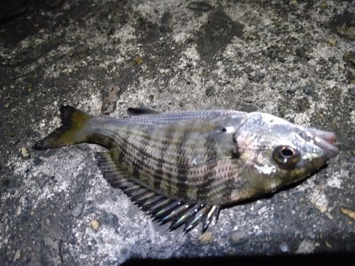 チヌの釣果