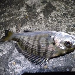 チヌ