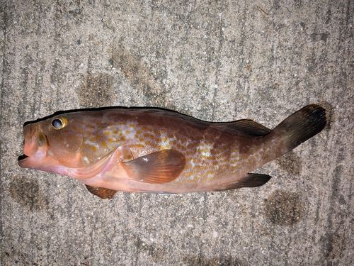 アコウの釣果