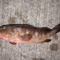 アコウ