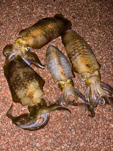 アオリイカの釣果
