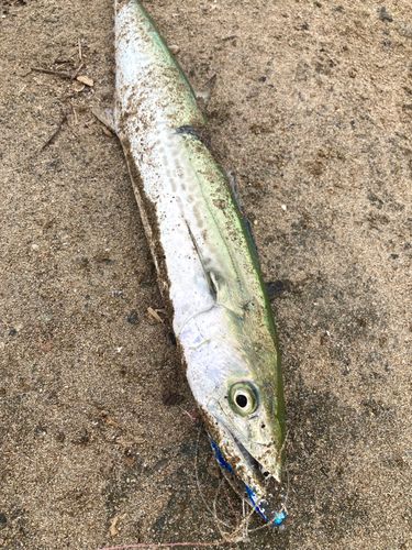 サゴシの釣果
