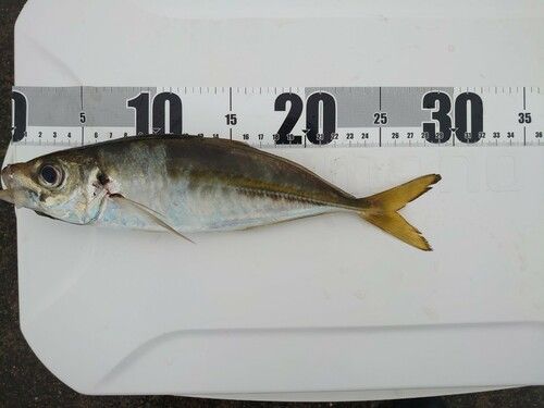 アジの釣果