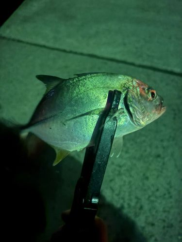 イトヒキアジの釣果