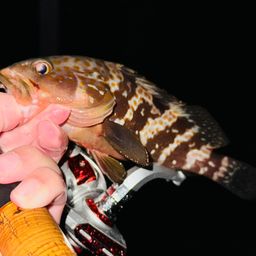 カサゴ
