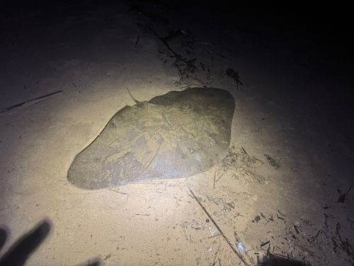ツバクロエイの釣果