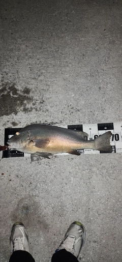 コロダイの釣果