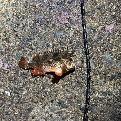 ハオコゼの釣果