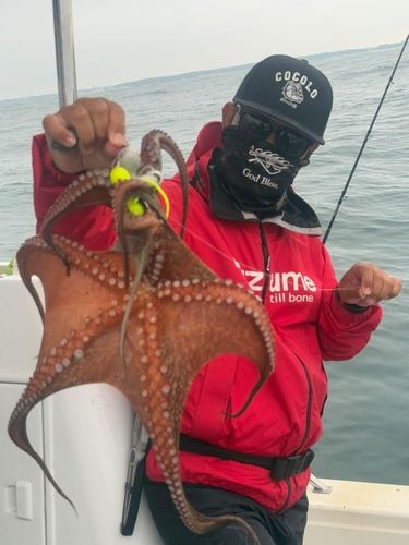 タコの釣果