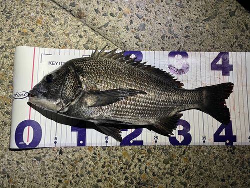 チヌの釣果