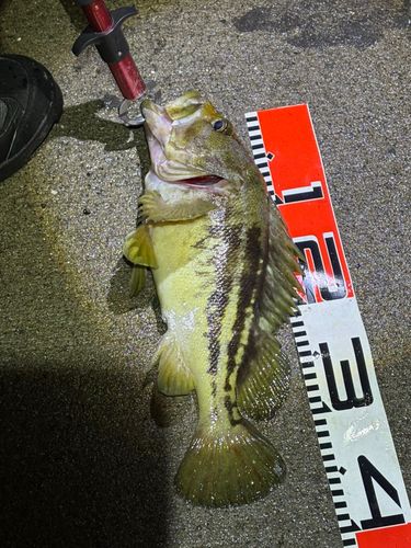 シマゾイの釣果