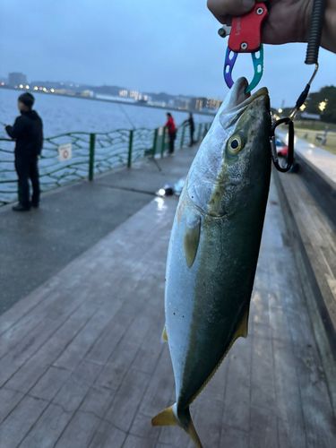 イナダの釣果