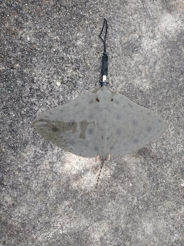 ツバクロエイの釣果
