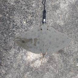 ツバクロエイ