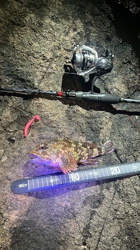 カサゴの釣果
