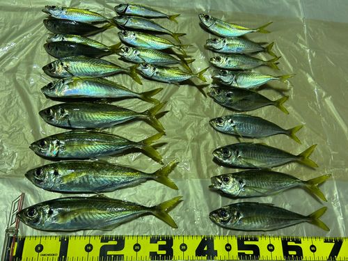アジの釣果