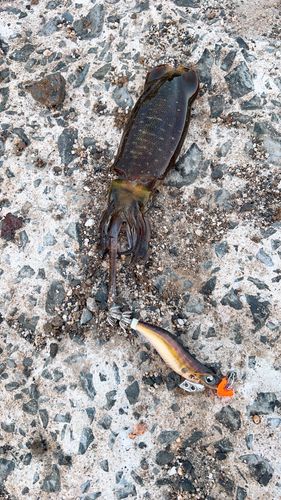 アオリイカの釣果