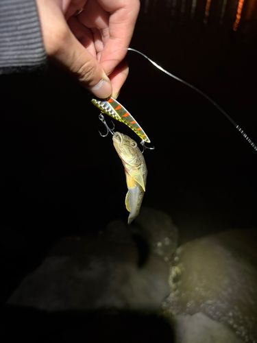 マハゼの釣果