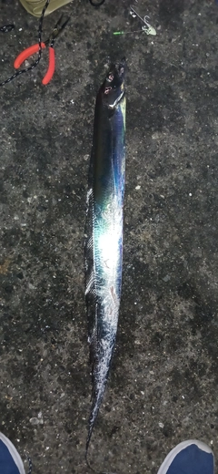 タチウオの釣果