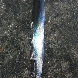 タチウオ