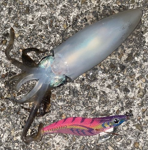 アオリイカの釣果
