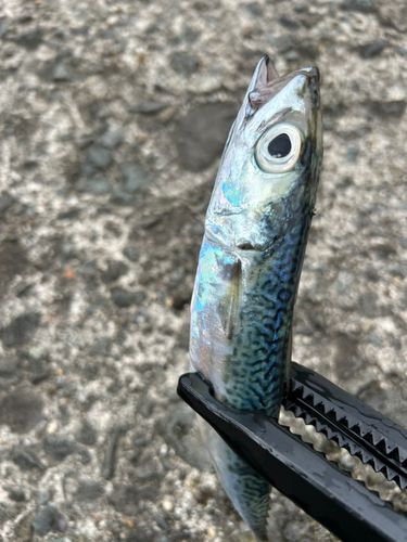 サバの釣果