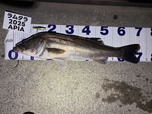 シーバスの釣果