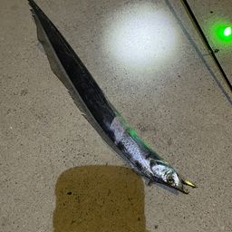 タチウオ