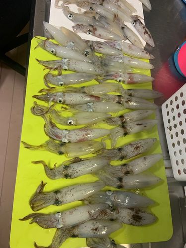 マメイカの釣果