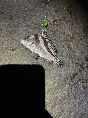 コショウダイの釣果