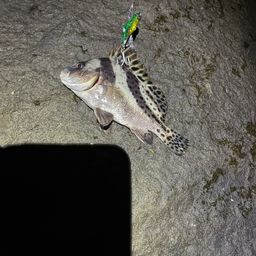 コショウダイ