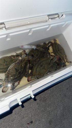 ワタリガニの釣果