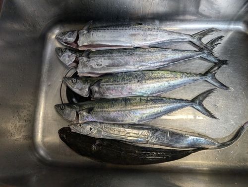 伊勢湾湾奥