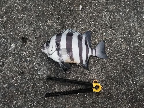 サンバソウの釣果