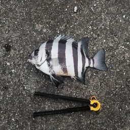 サンバソウ