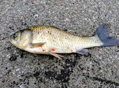 フナの釣果