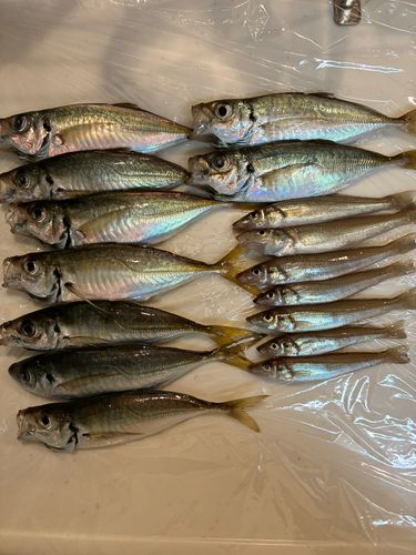 マアジの釣果