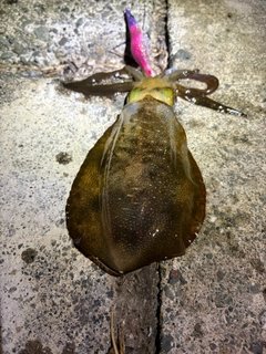 アオリイカの釣果