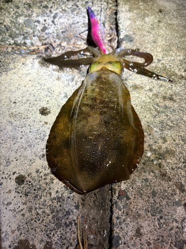 若狭湾
