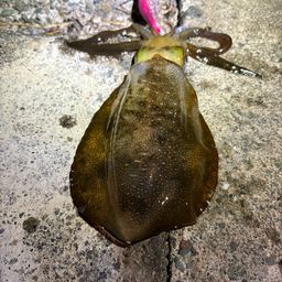 アオリイカ