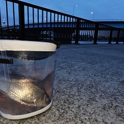 ニゴイ